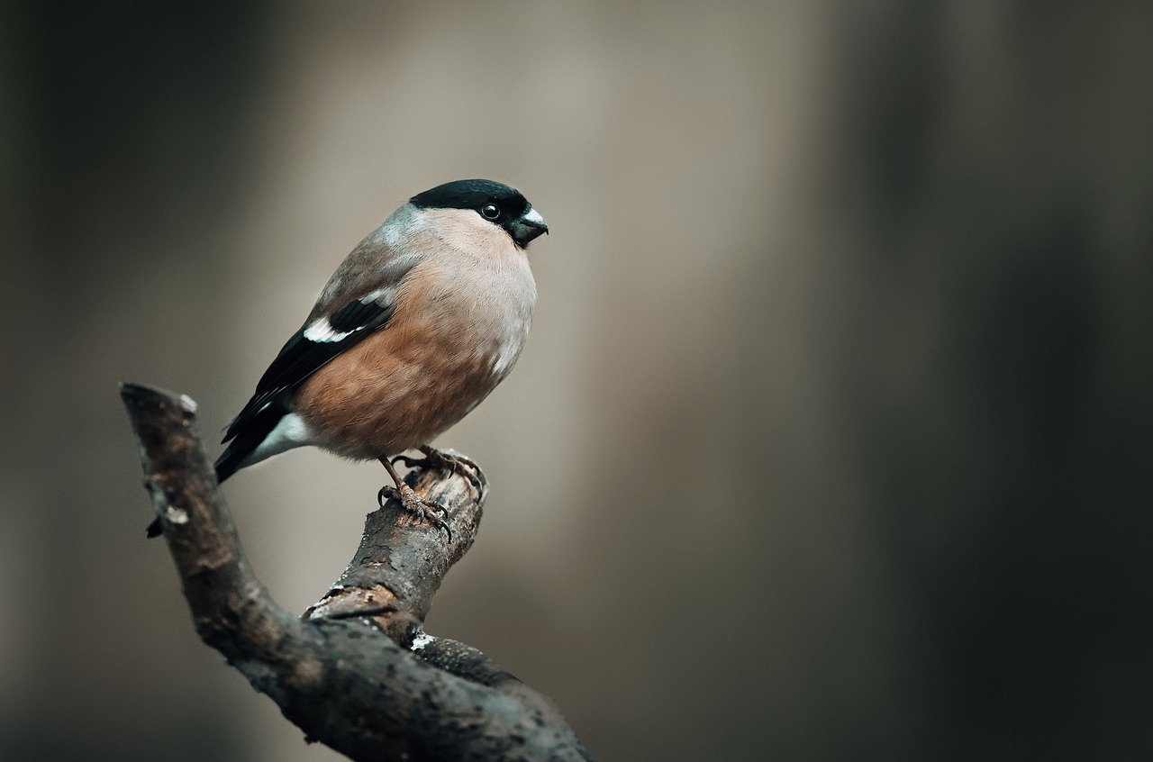 Birdwatching en el Día Mundial de las Aves Migratorias