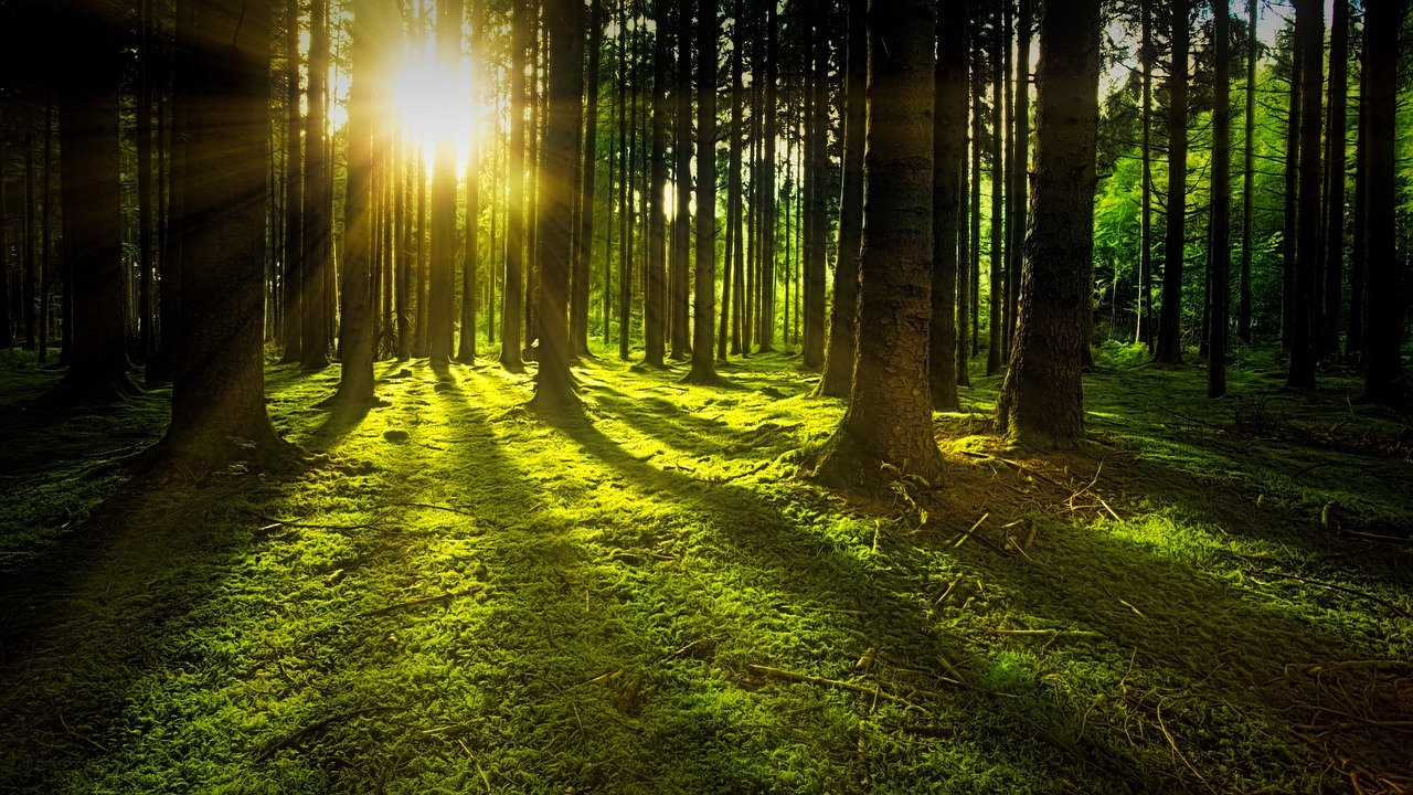 Baño de Bosques: un paseo para inspirarnos a través de la naturaleza