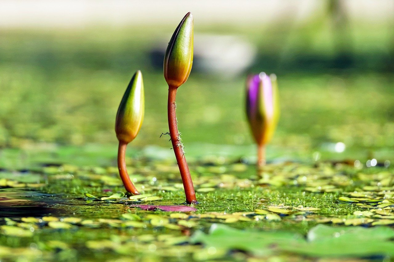 Cultiva plantas acuáticas