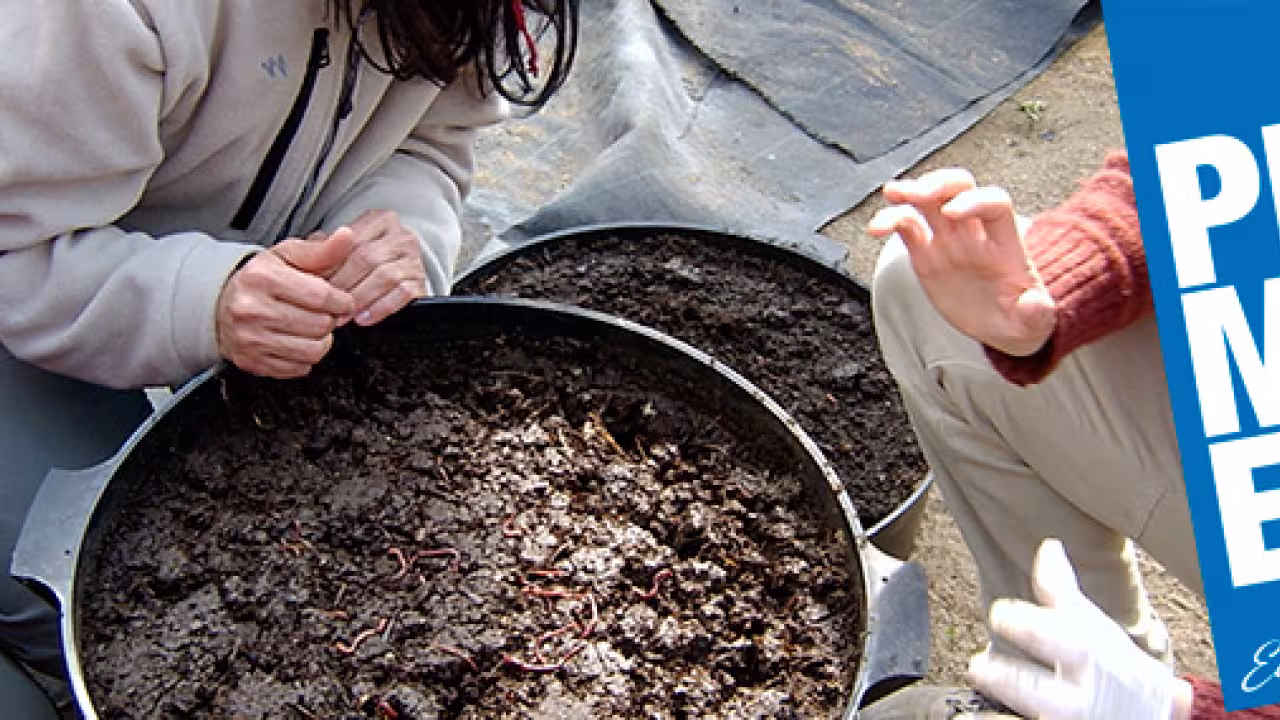 Compost doméstico 