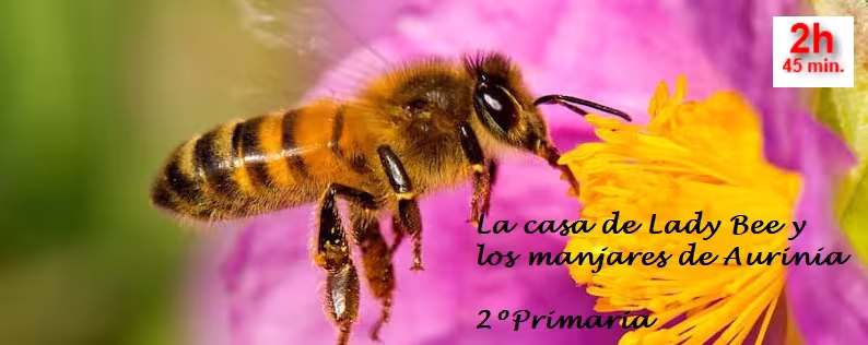 La casa de Lady Bee